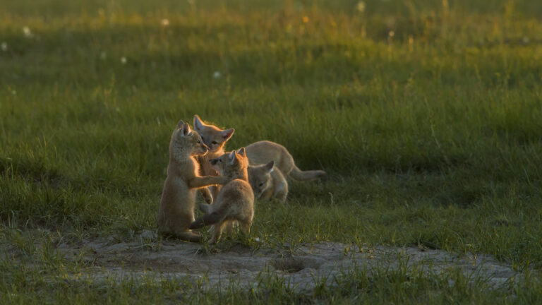 Wildlife in Xinjiang - Whisper